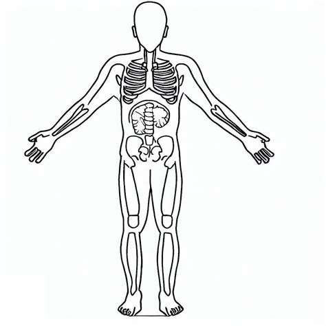 dibujo del cuerpo humano